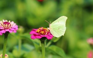 butterfly on a bright flower