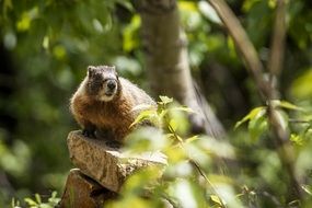 splendiferous marmot rodent