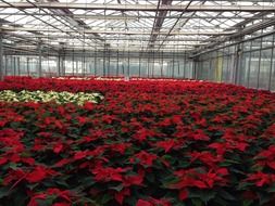 Red roses in greenhouse