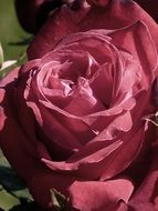 Close-up photo of pink blooming rose