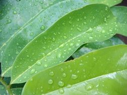 oblong green leaves in drops of water close up