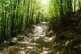 Trail in the beautiful green forest