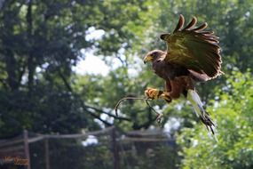 Colorful and beautiful landing common buzzard among the plants