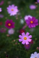 red purple blooms