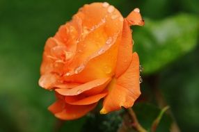 close up picture of Orange rose in water drops