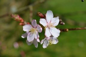 white cherry tree flowers