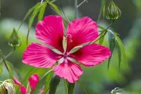 bright blooming pink hibiscus