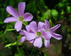 dizzy flower grass