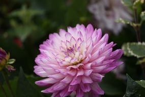 dahlia flower close-up shot