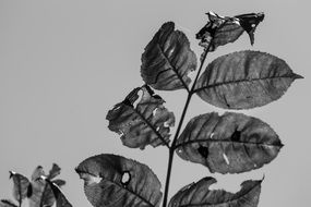 green leaves in black and white tone