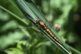 dragonfly on grass blade