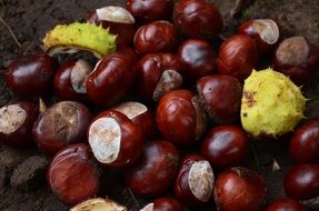 Shiny chestnut fruits