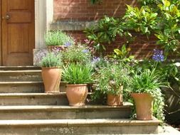 pots with plants on the steps near the house