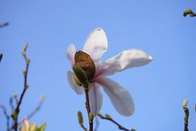 magnolia flower among the branches against the blue sky