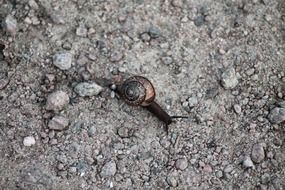 black-and-white image of a snail on the ground