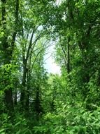 green forest in summer time