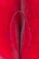 Velvet petal of a red rose