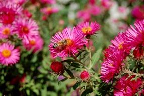 pink aster flowers with bees portrait