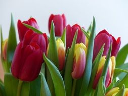 bouquet tulips