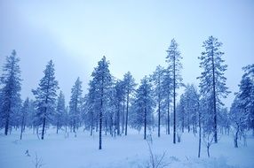 Beautiful winter in Sweden