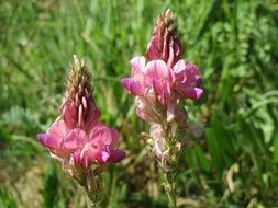 pink wild flower among green grass