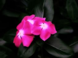 three pink pot plants