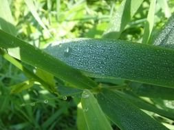 drops of dew on the green leaves of the plant