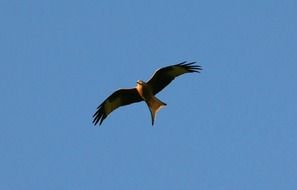 raptor bird flying in search of prey