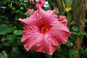 pink summer flower on a bush close up