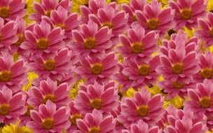pink and yellow flowers, background