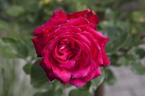 expanded red rose flower in a garden