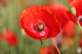 red poppy on a blurred background