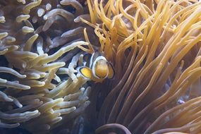 anemone fish in the sea