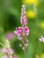 blossom of seed sainfoin