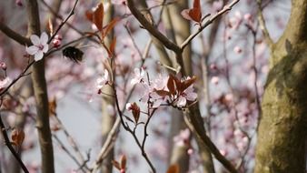 insect ph the background of a flowering tree