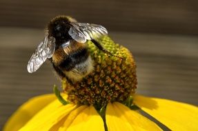 splendiferous bee on flower