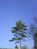 blue sky over green tree on a sunny day