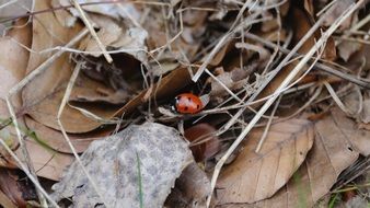 Ladybug on the leaves in autumn