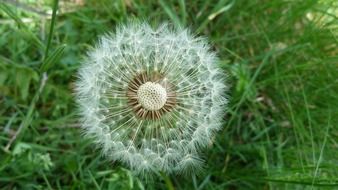 white dandelion umbrellas