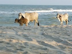 cows on the beach in Thailand