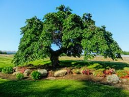 picturesque photo of green Camperdown Elm