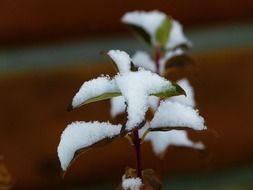 plant with green leaves in the snow close up