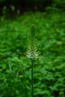 green phyteuma spicatum flower blossom