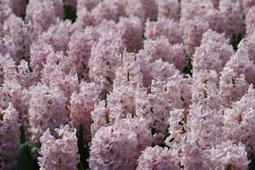 lot of pink Hyacinths, background