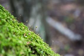 Macro photo of moss in a forest