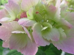 plant flower hydrangea summer pink