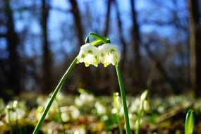 spring flower blossom