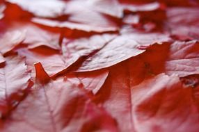 beautiful and delightful red leaf