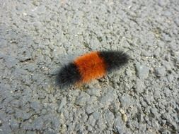 dizzy red caterpillar