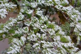 frozen green tree branches